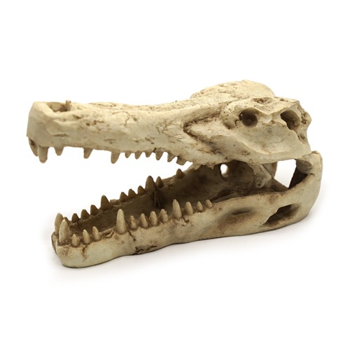 [노모이] 공룡뼈 은신처